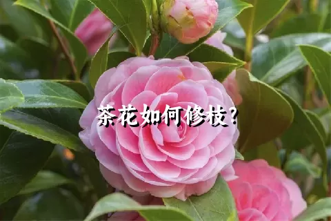 茶花如何修枝？