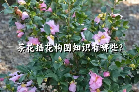 茶花插花构图知识有哪些？