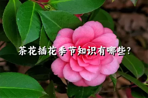 茶花插花季节知识有哪些？