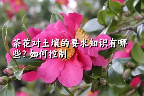 茶花对土壤的要求知识有哪些？如何控制