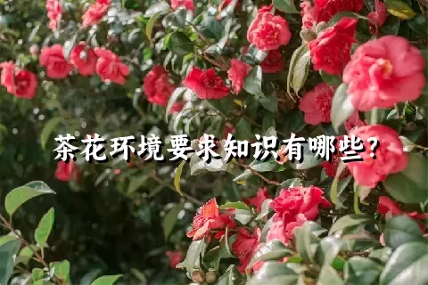 茶花环境要求知识有哪些？