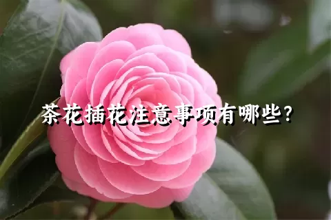 茶花插花注意事项有哪些？