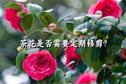 茶花是否需要定期修剪？