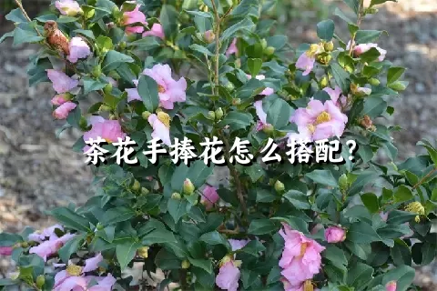 茶花手捧花怎么搭配？