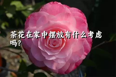 茶花在家中摆放有什么考虑吗？