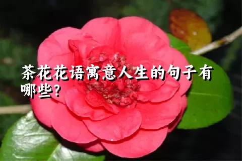 茶花花语寓意人生的句子有哪些？