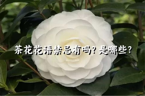 茶花花语禁忌有吗？是哪些？