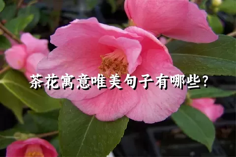 茶花寓意唯美句子有哪些？