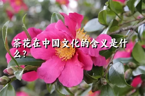 茶花在中国文化的含义是什么？