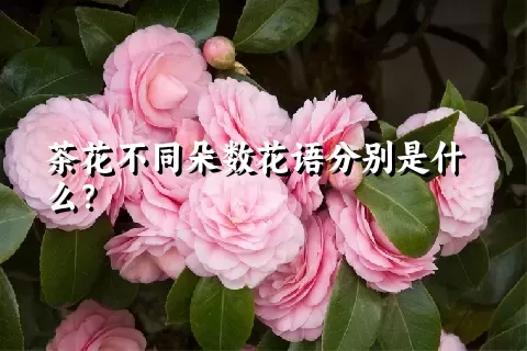 茶花不同朵数花语分别是什么？