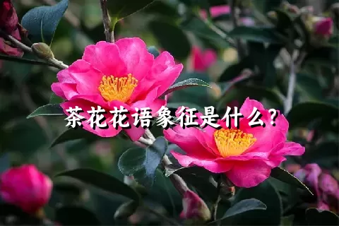 茶花花语象征是什么？