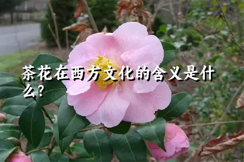 茶花在西方文化的含义是什么？