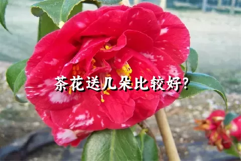 茶花送几朵比较好？