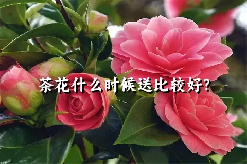 茶花什么时候送比较好？