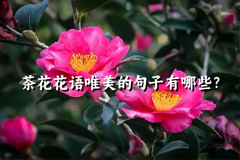 茶花花语唯美的句子有哪些？