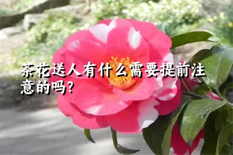 茶花送人有什么需要提前注意的吗？