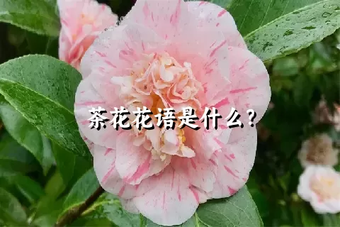 茶花花语是什么？