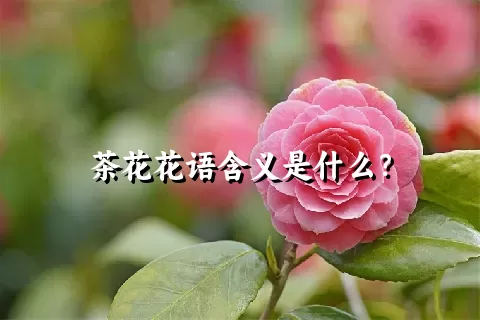 茶花花语含义是什么？