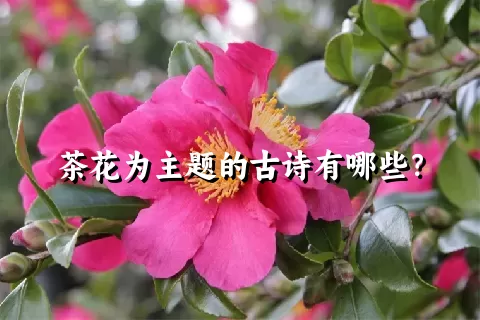 茶花为主题的古诗有哪些？