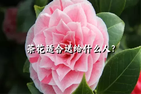 茶花适合送给什么人？