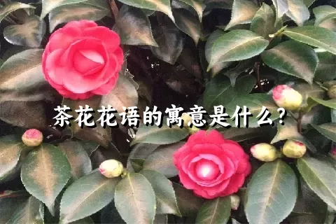 茶花花语的寓意是什么？