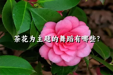 茶花为主题的舞蹈有哪些？