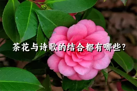 茶花与诗歌的结合都有哪些？