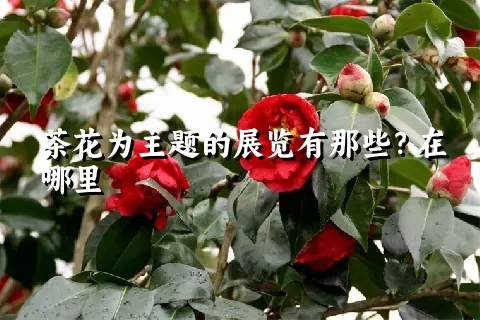 茶花为主题的展览有那些？在哪里