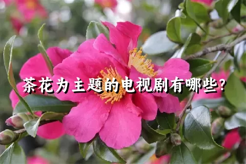 茶花为主题的电视剧有哪些？