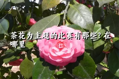 茶花为主题的比赛有那些？在哪里