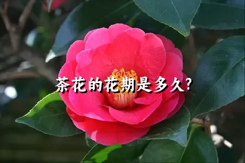 茶花的花期是多久?