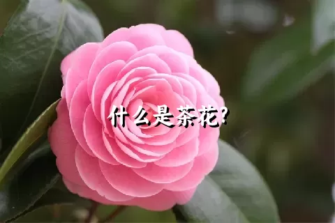 什么是茶花?