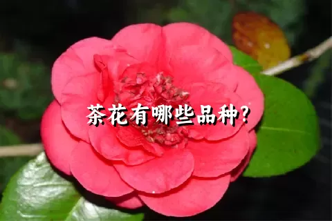 茶花有哪些品种?