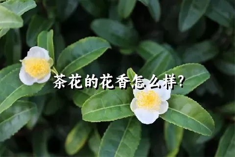 茶花的花香怎么样?