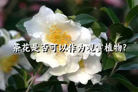 茶花是否可以作为观赏植物?