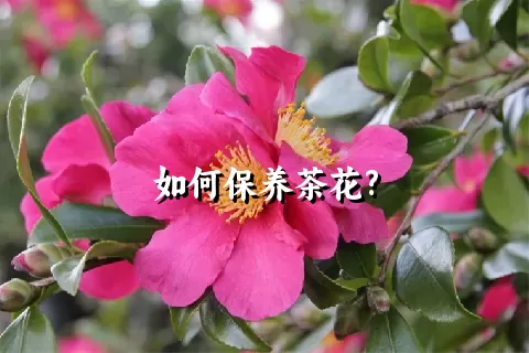 如何保养茶花?