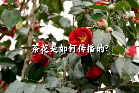 茶花是如何传播的?