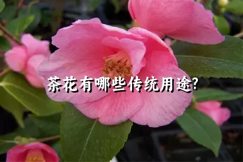 茶花有哪些传统用途?