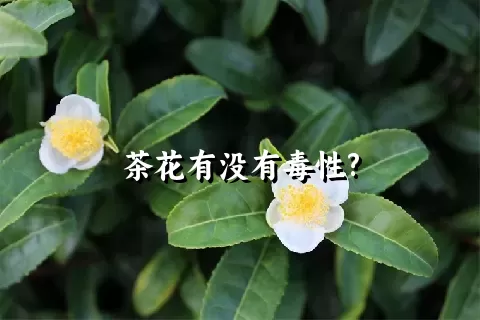 茶花有没有毒性?