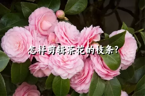 怎样剪辑茶花的枝条?