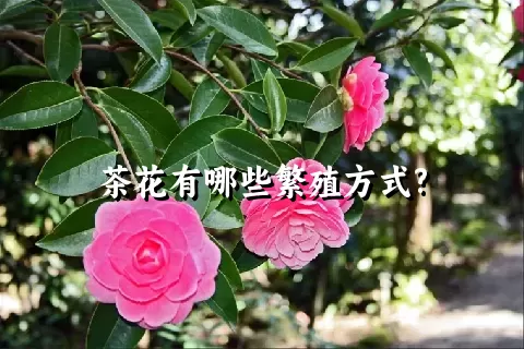 茶花有哪些繁殖方式?