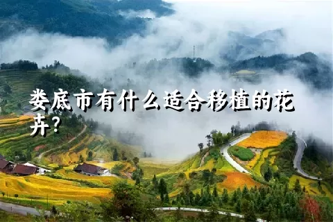 娄底市有什么适合移植的花卉？