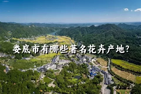 娄底市有哪些著名花卉产地？