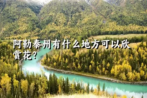 阿勒泰州有什么地方可以欣赏花？