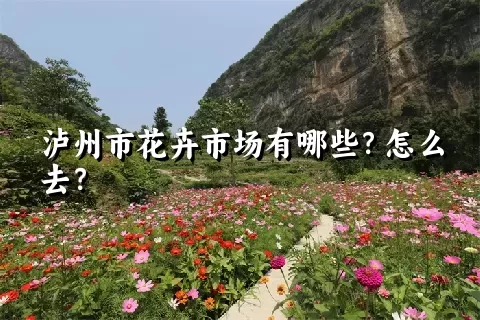 泸州市花卉市场有哪些？怎么去？