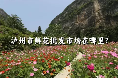 泸州市鲜花批发市场在哪里？