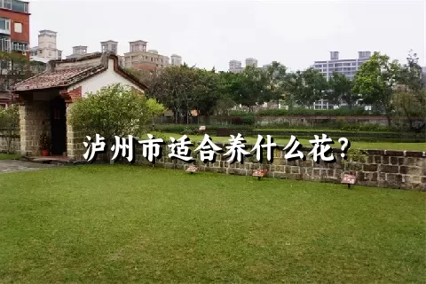 泸州市适合养什么花？