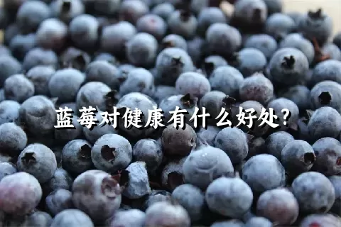 蓝莓对健康有什么好处?