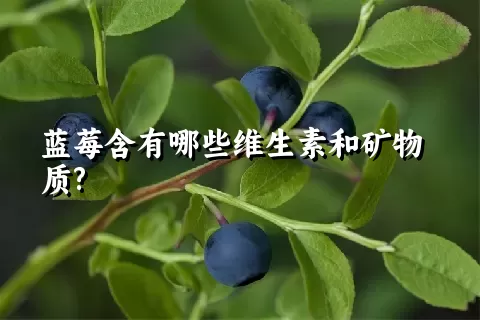 蓝莓含有哪些维生素和矿物质?