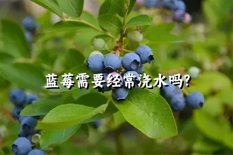 蓝莓需要经常浇水吗?